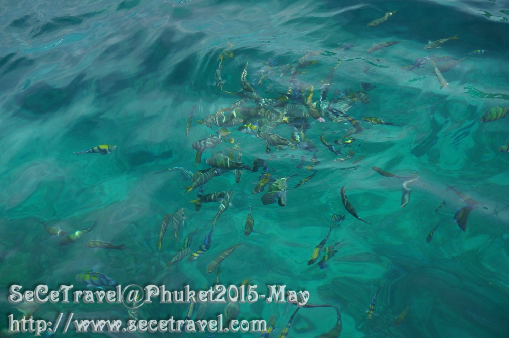 SeCeTravel-20150509-Puket-77