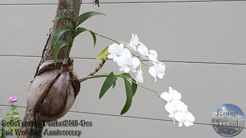 SeCeTravel-20151223-Phuket-229