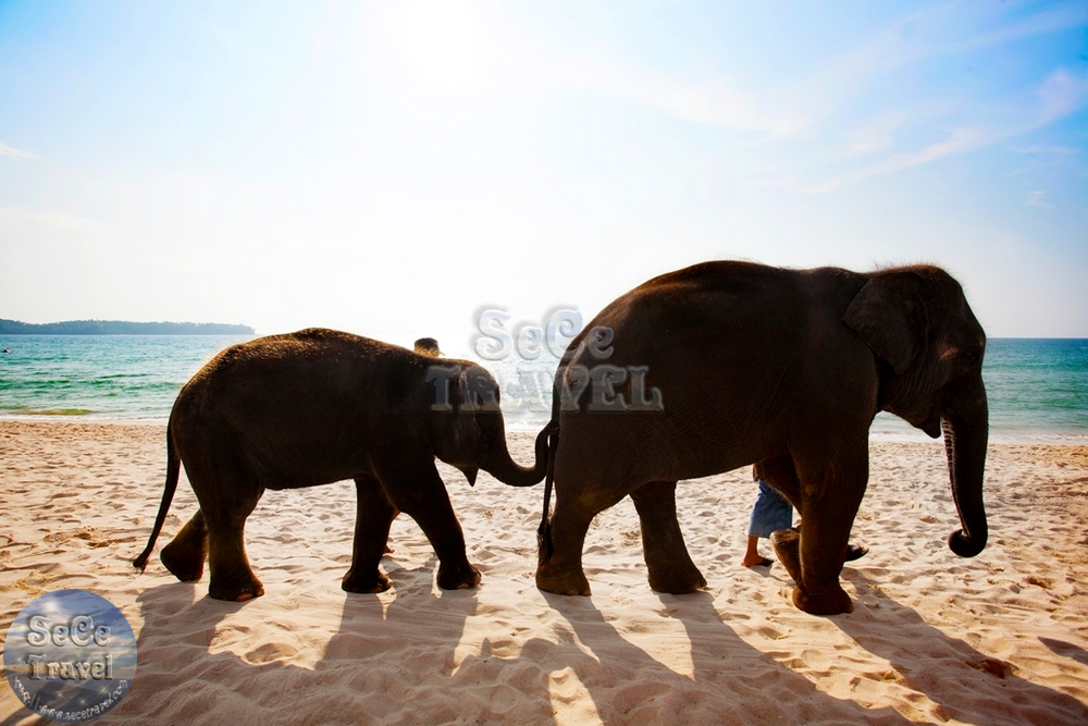 Angsana Laguna Phuket-小象-1