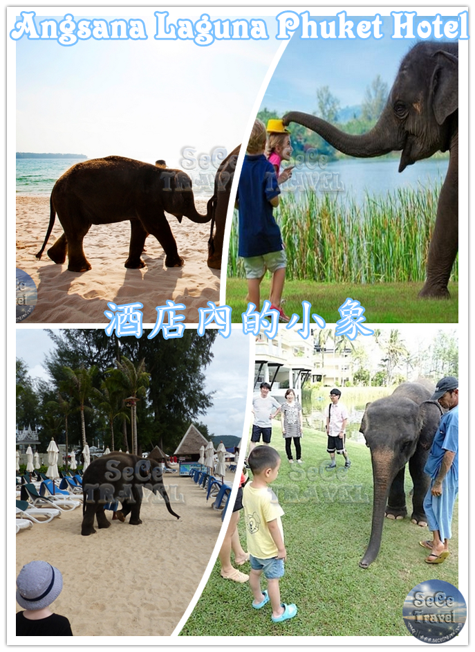 SeCeTravel-Phuket-Hotel-Angsana-Laguna-小象